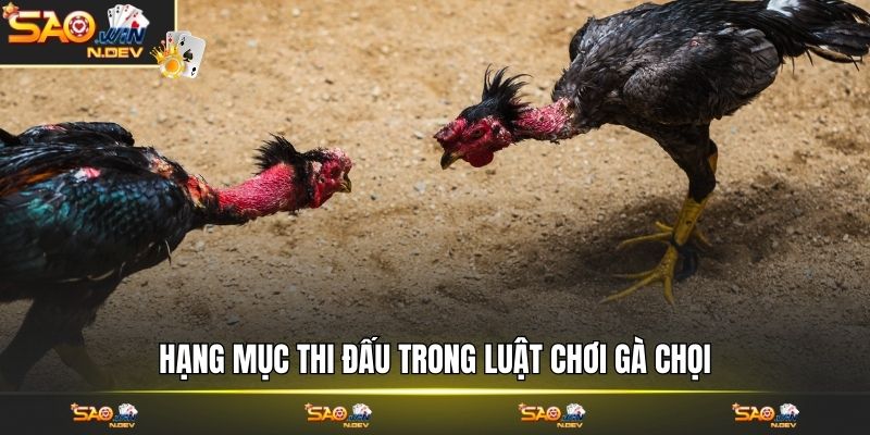 luật chơi gà chọi