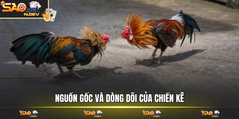 luật chơi gà chọi