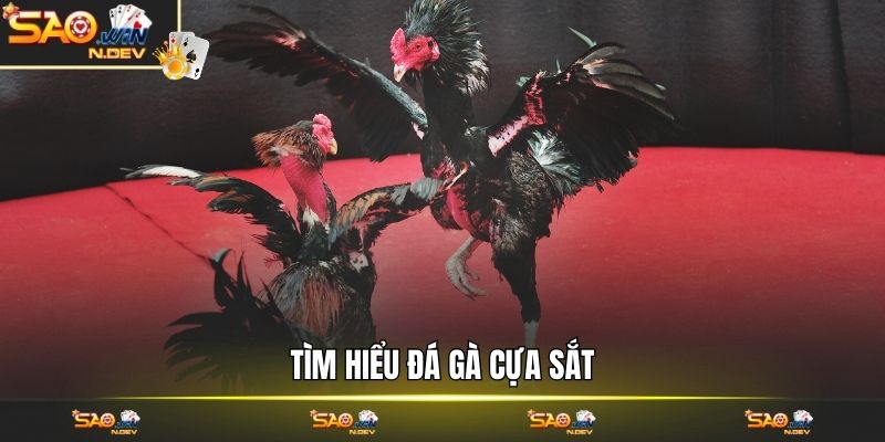 Đá gà cựa sắt